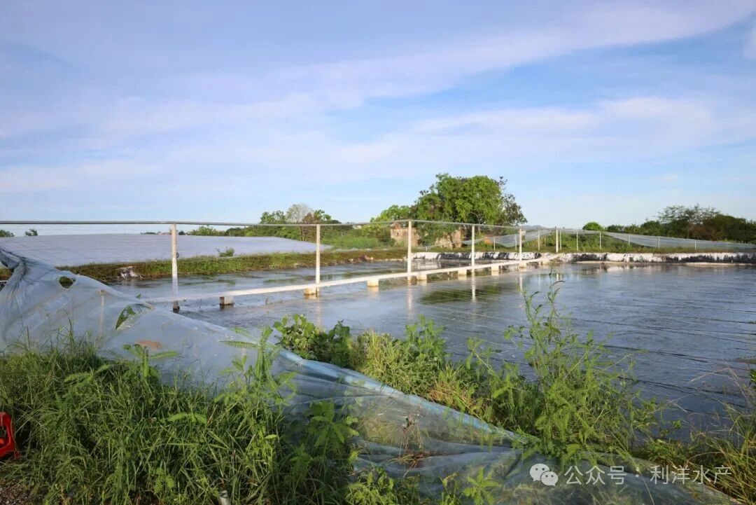 1767487880354433.jpg 27.jpg