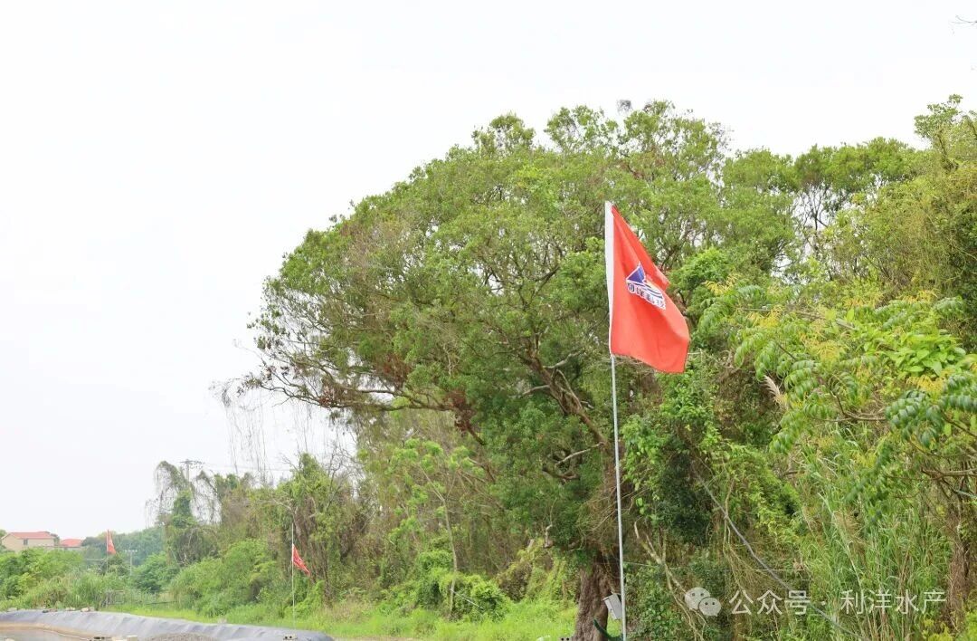 1767487920657708.jpg 29.jpg